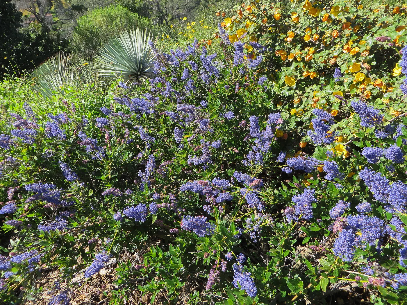 Yucca whipplei, Ceanothus (California Lilac) 15-23 & Fremontia (Flannelbush)Daras Gold, Porter Trail