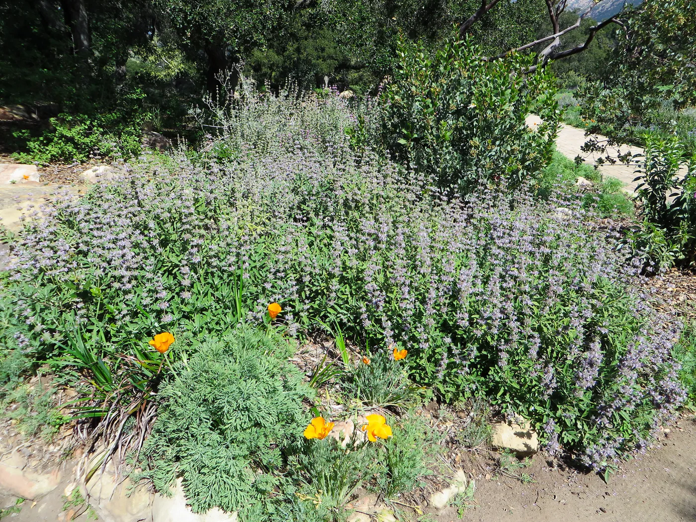 Salvia (sage) Firescape in Meadow border