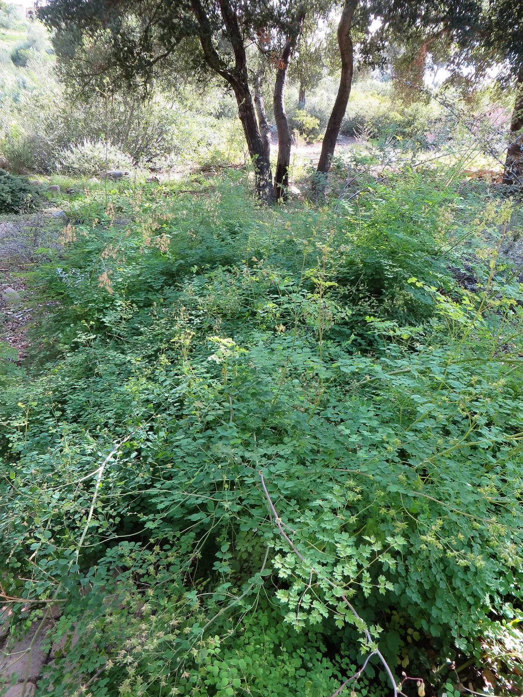 Meadow rue, Thalictrum polycarpum in Meadow View