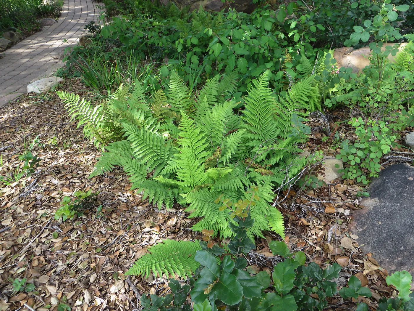 Dryopteris