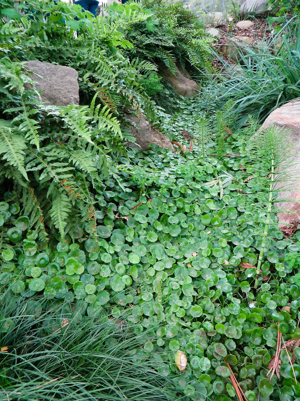 Hydrocotyl and Polypodium californicum, near entrance