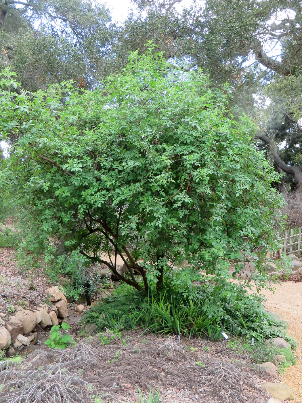 Sambucus (Elderberry), Manzanita Section