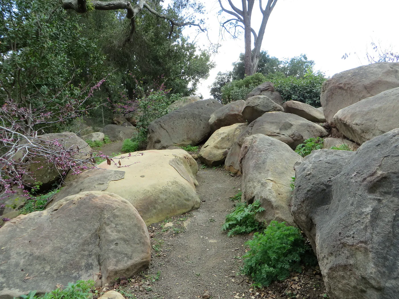 Manzanita Section