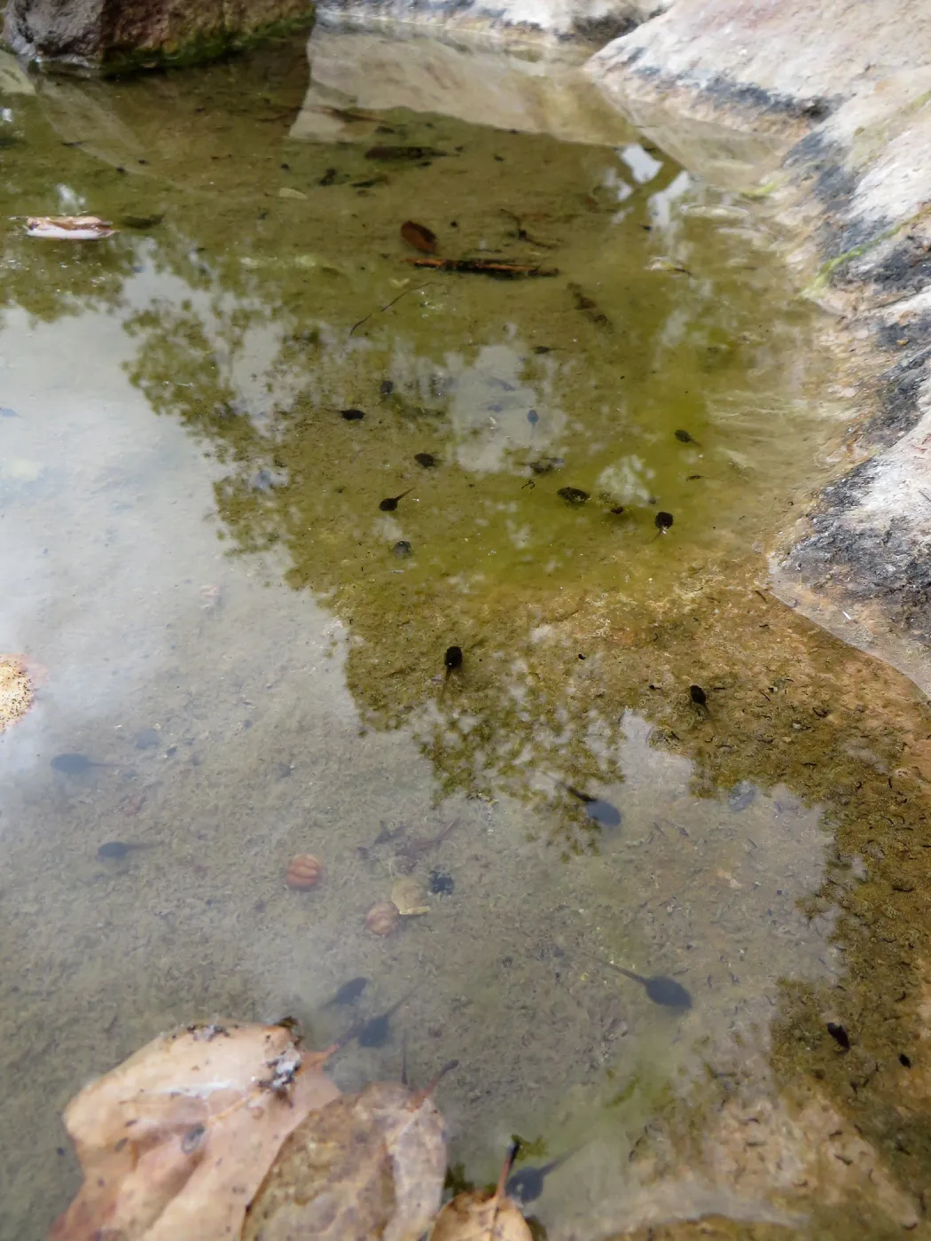 Tadpoles in pool at dripping rock, Manzanita Section