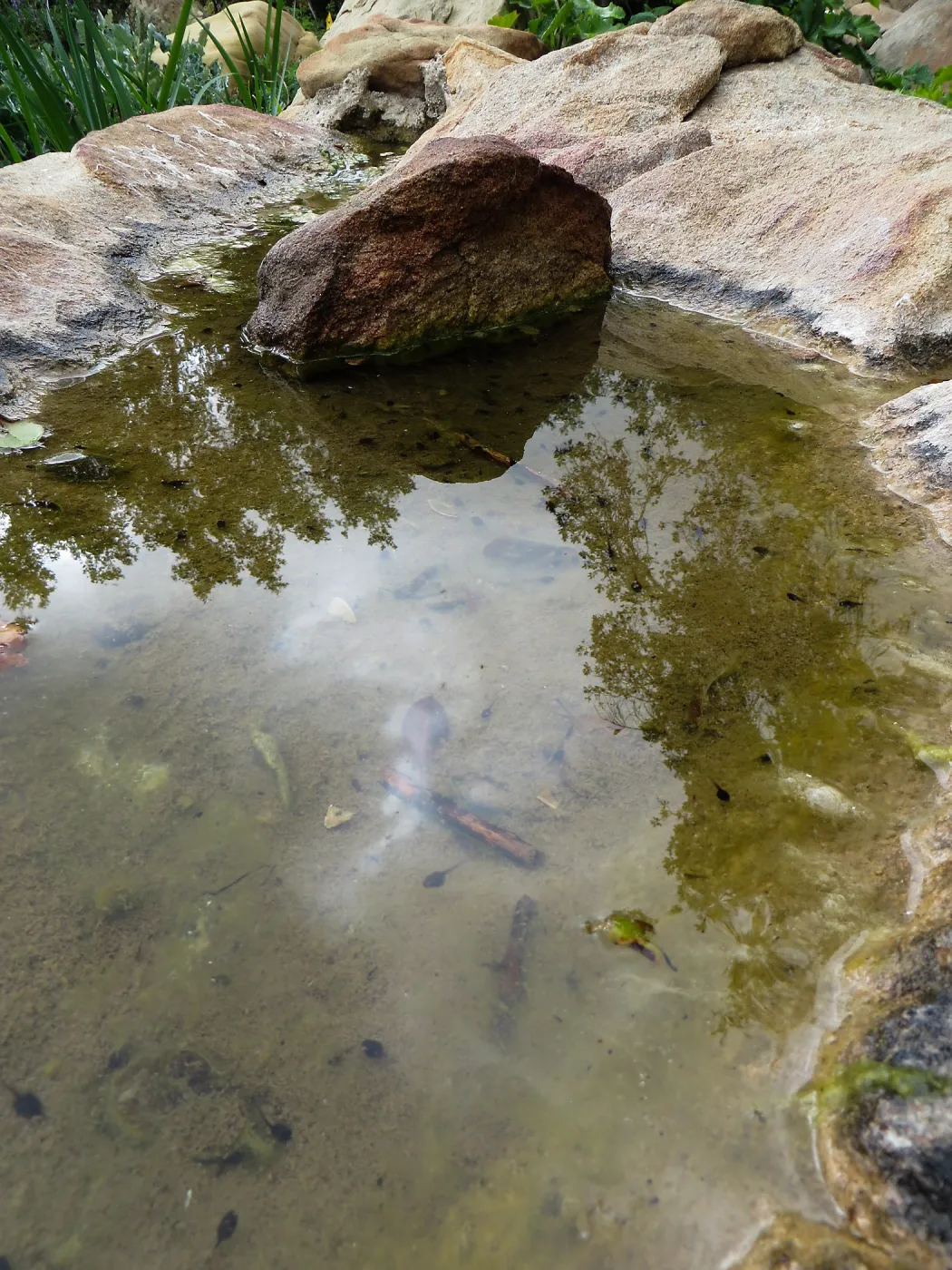 Tadpoles in pool at dripping rock, Manzanita Section