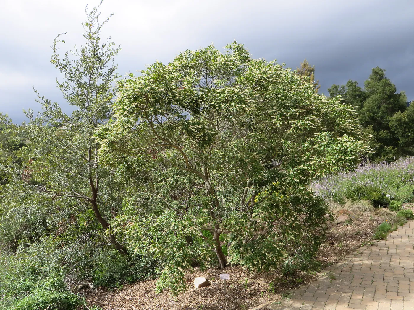 Comarostaphylis diversifolia in east Meadow border