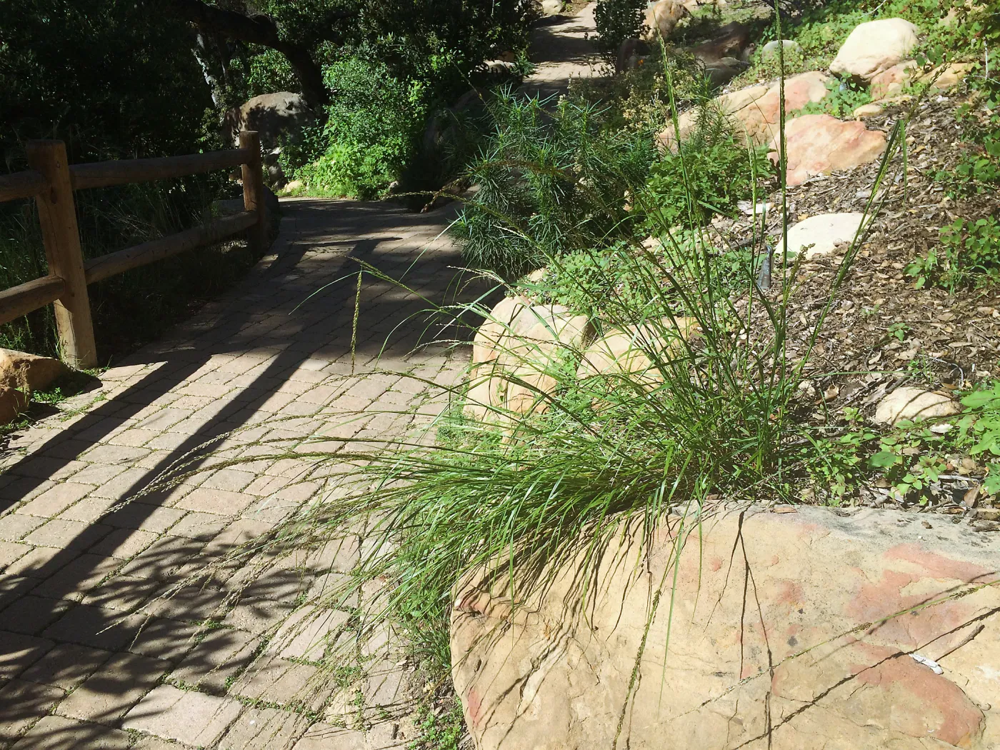 Melica imperfecta on Campbell Trail