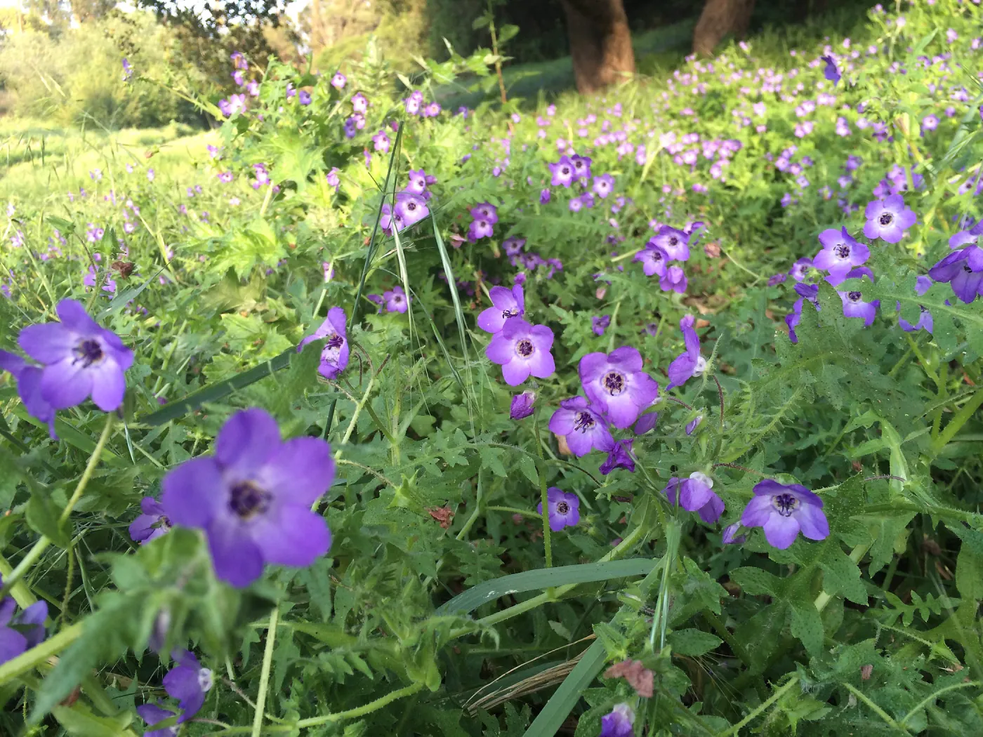 Pholistoma auritum, fiesta flower at Modoc Open Space in Santa Barbara