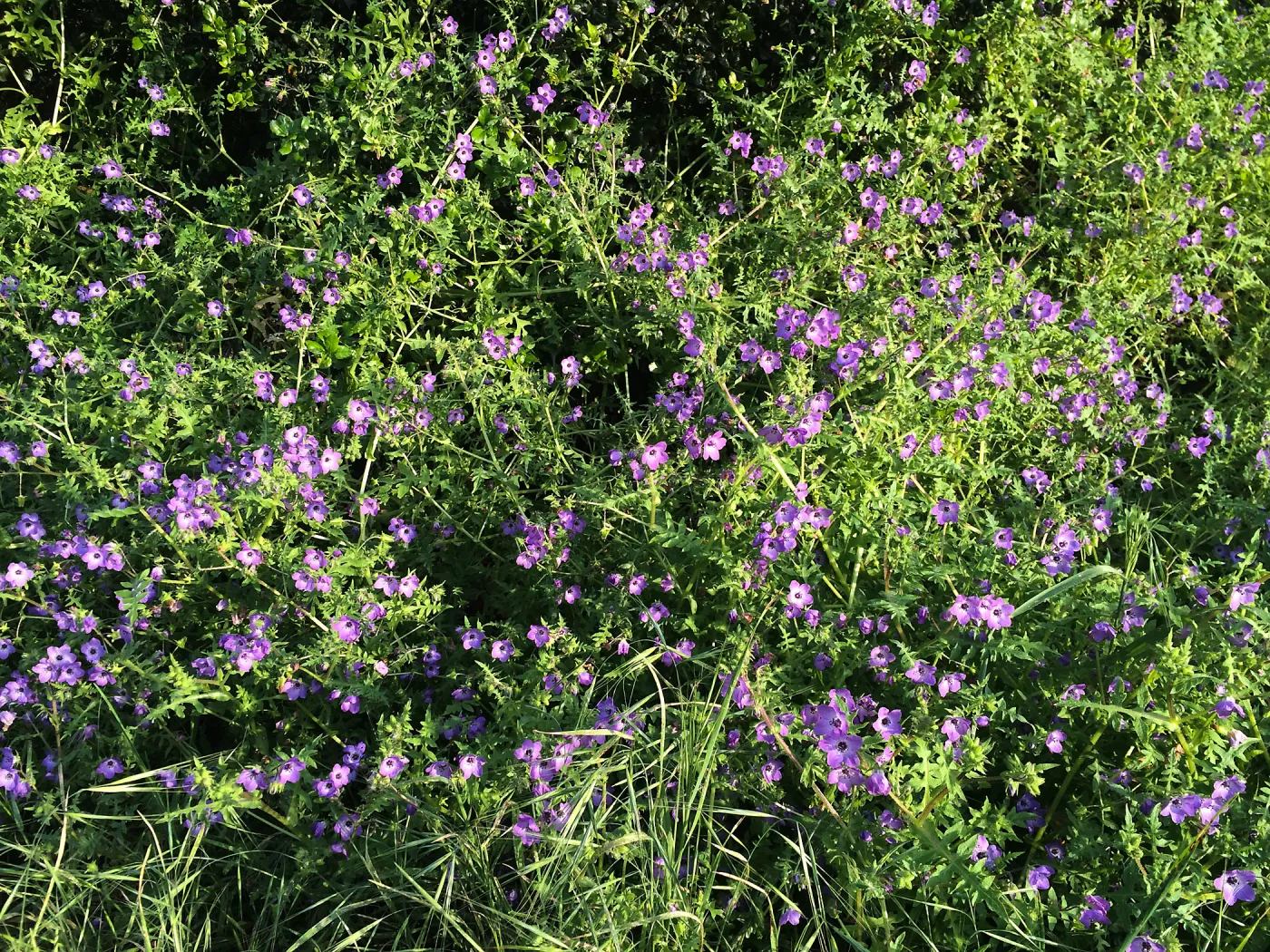Pholistoma auritum, fiesta flower at Modoc Open Space in Santa Barbara
