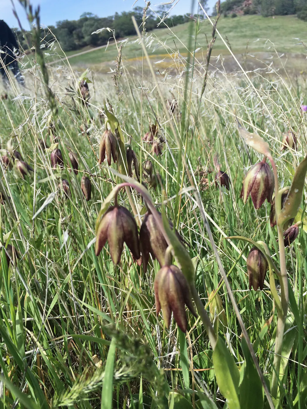 Figeuroa Mtn, Frittilaria biflora, chocolate lily