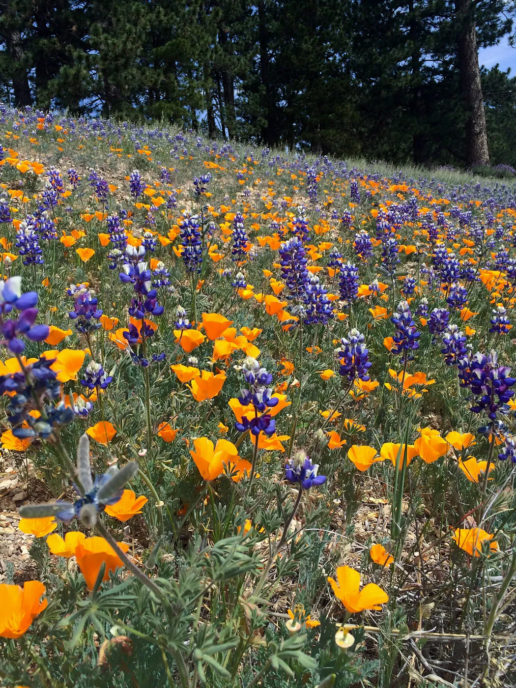 Figeuroa Mtn, Lupinus bicolor and California poppy