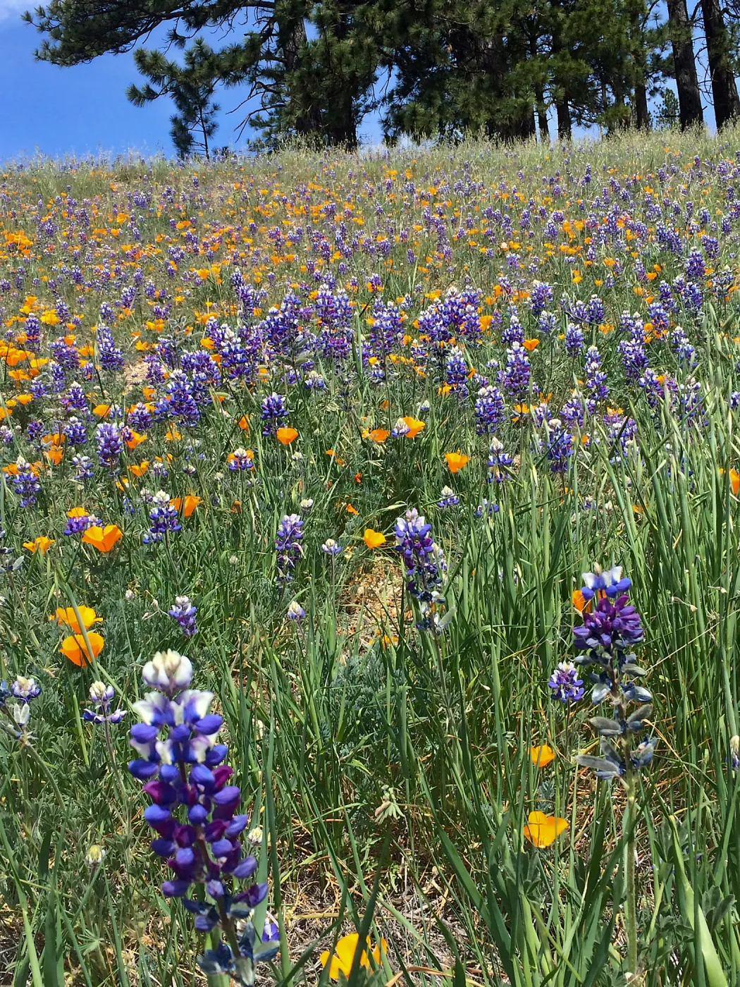 Figeuroa Mtn, Lupinus bicolor and California poppy