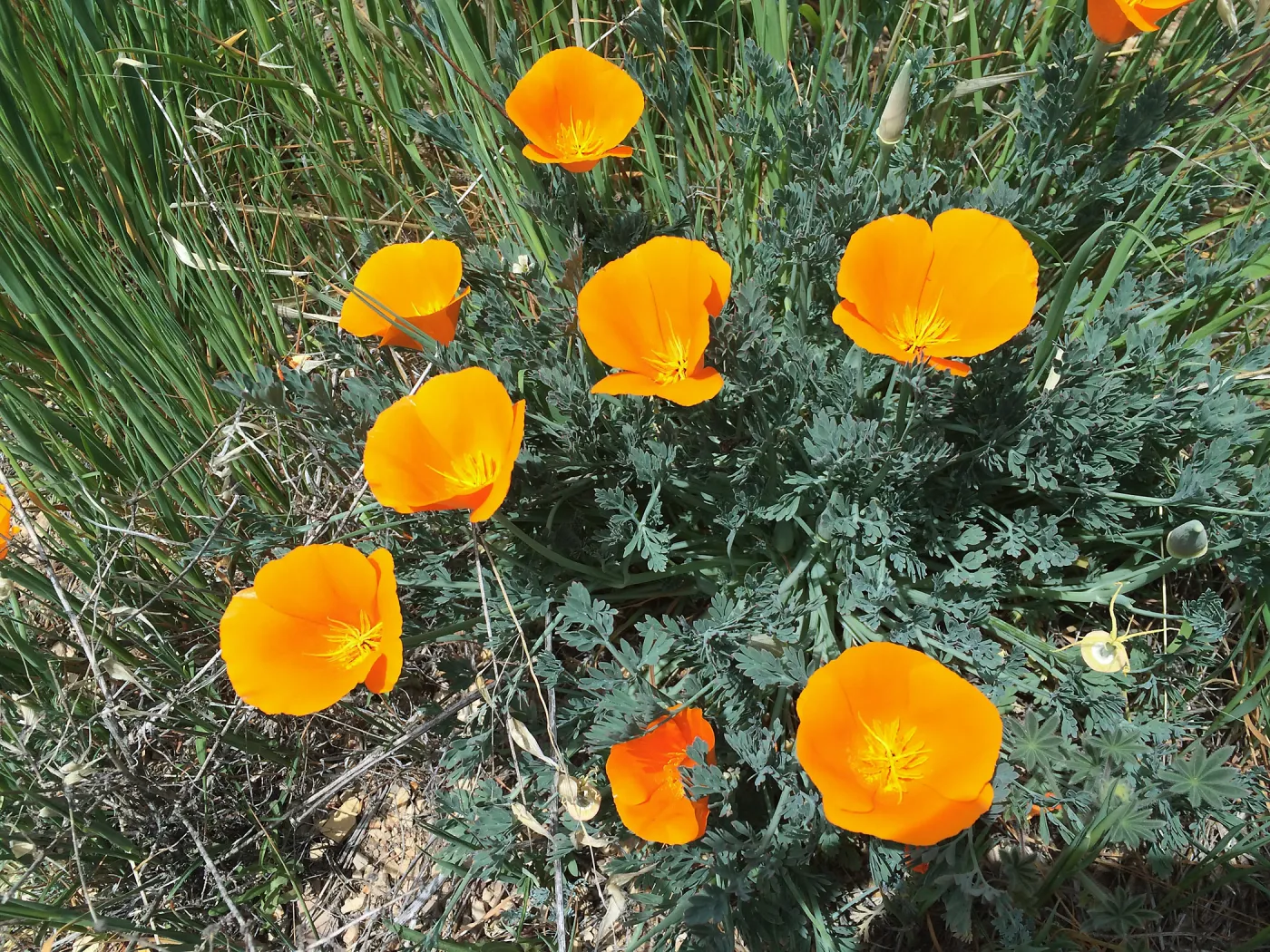 Figeuroa Mtn, California poppy