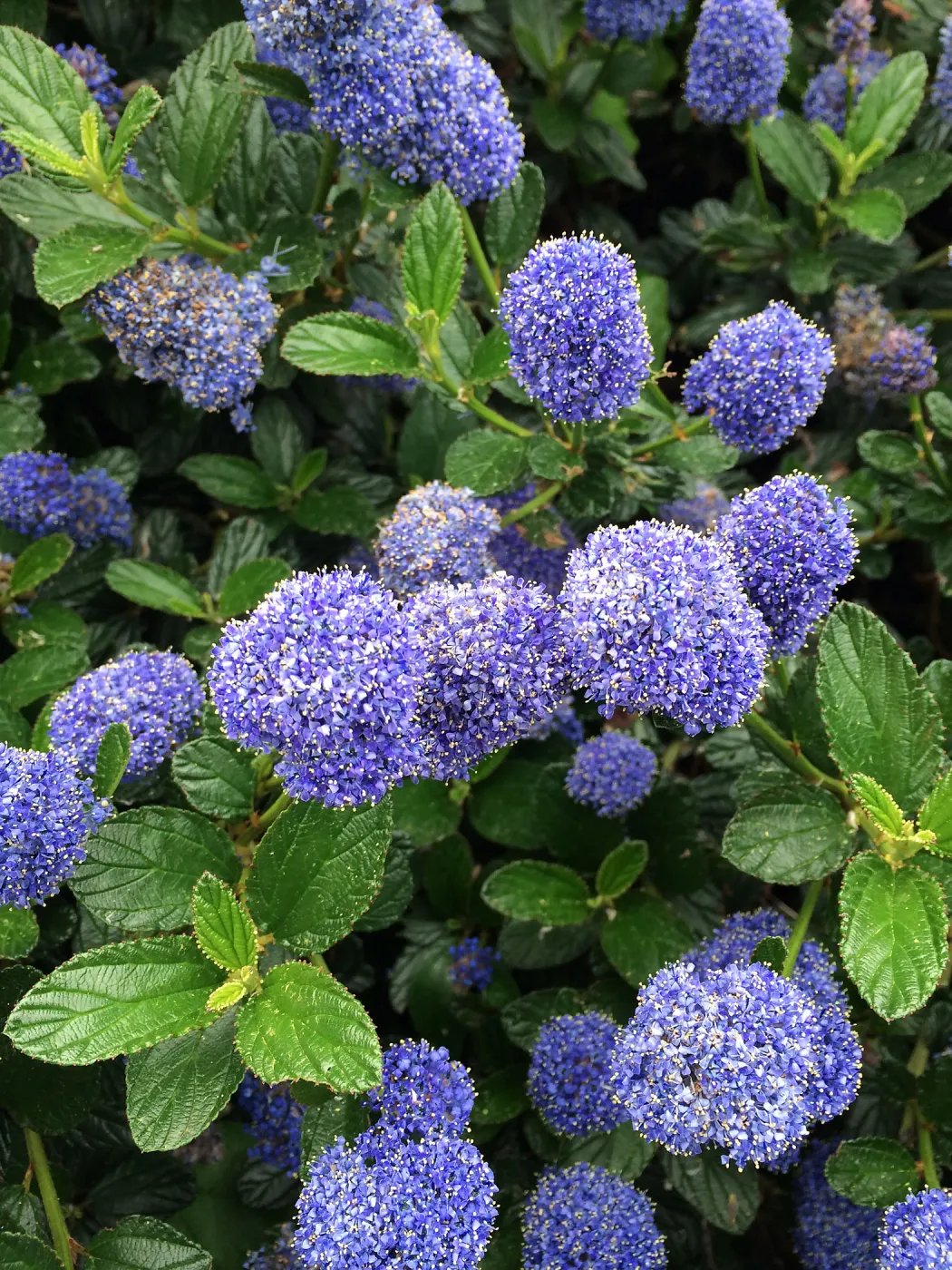 Ceanothus (California Lilac) sp