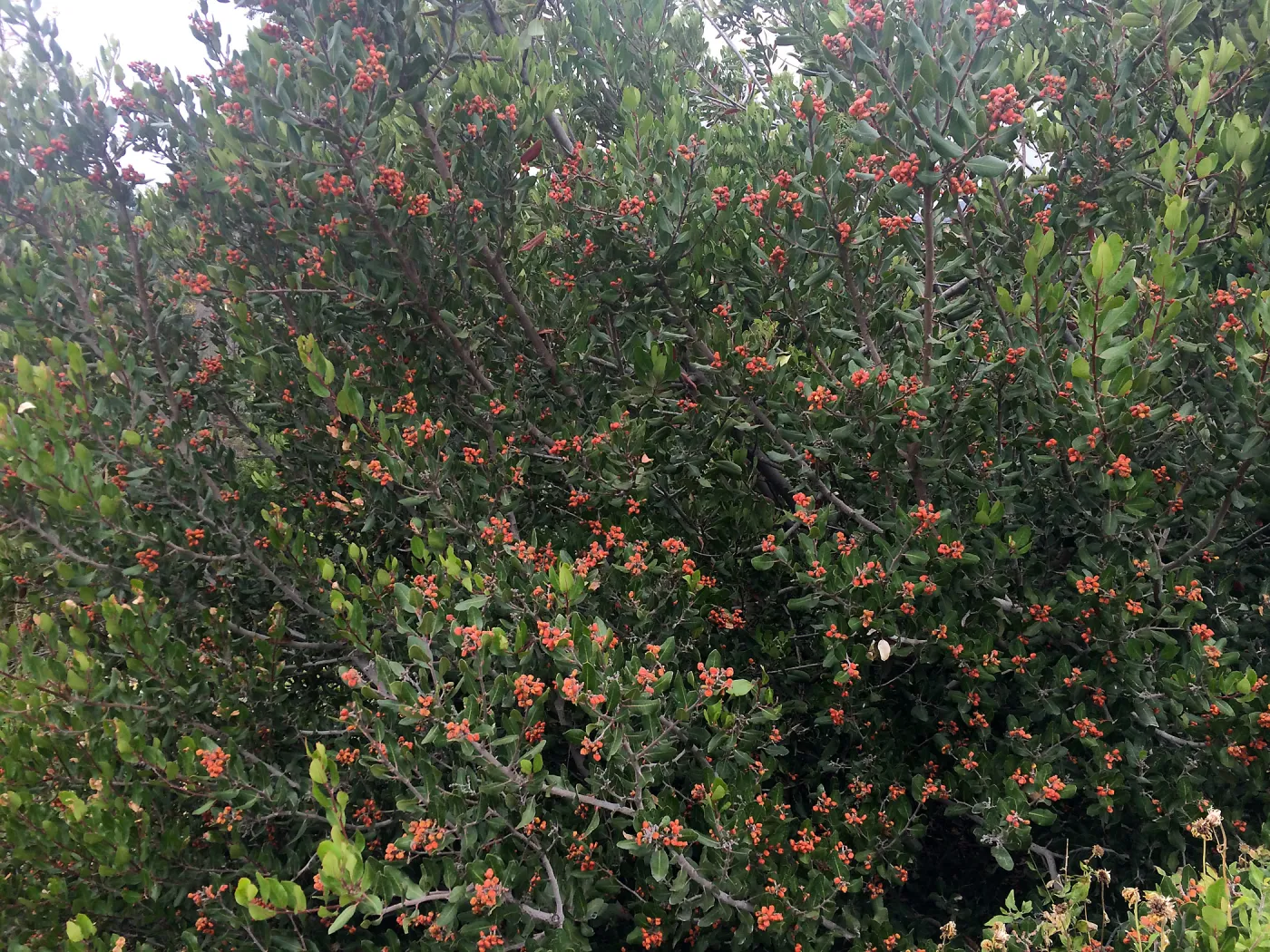 Porter Trail, Rhus integrifolia , Lemonade Berry