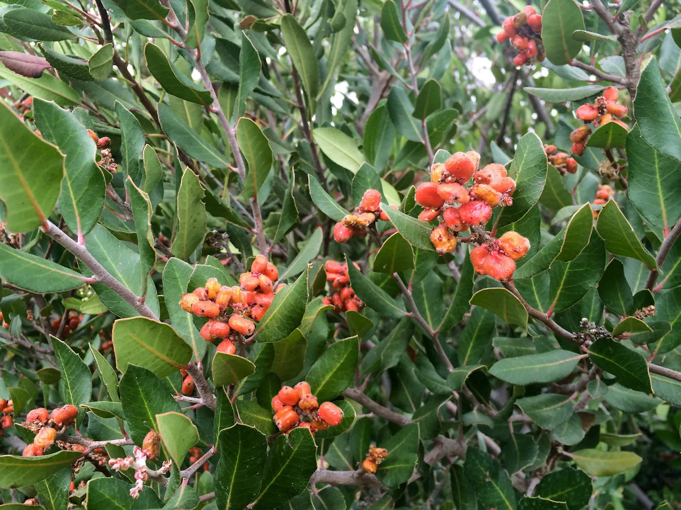 Porter Trail, Rhus integrifolia , Lemonade Berry