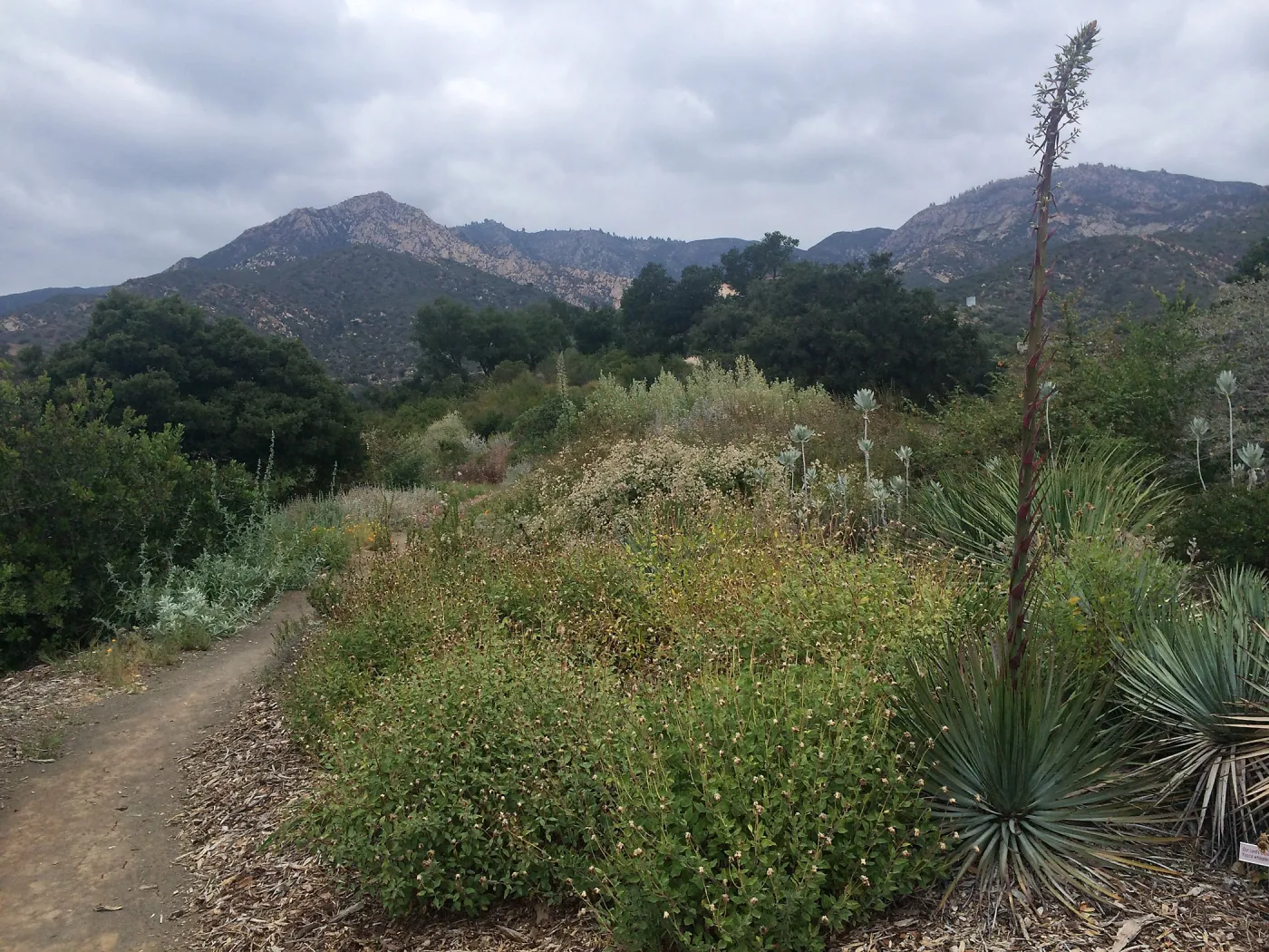 Porter Trail, Encelia californica & Yucca whipplei