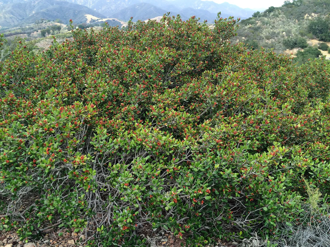 Hay Hill, Rhus integrifolia, Lemonade Berry