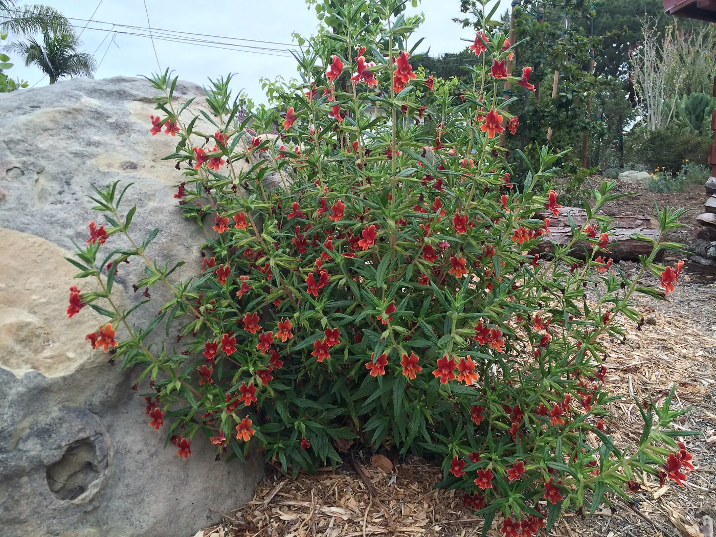 Peter Schuyler garden, Mimulus rutilus