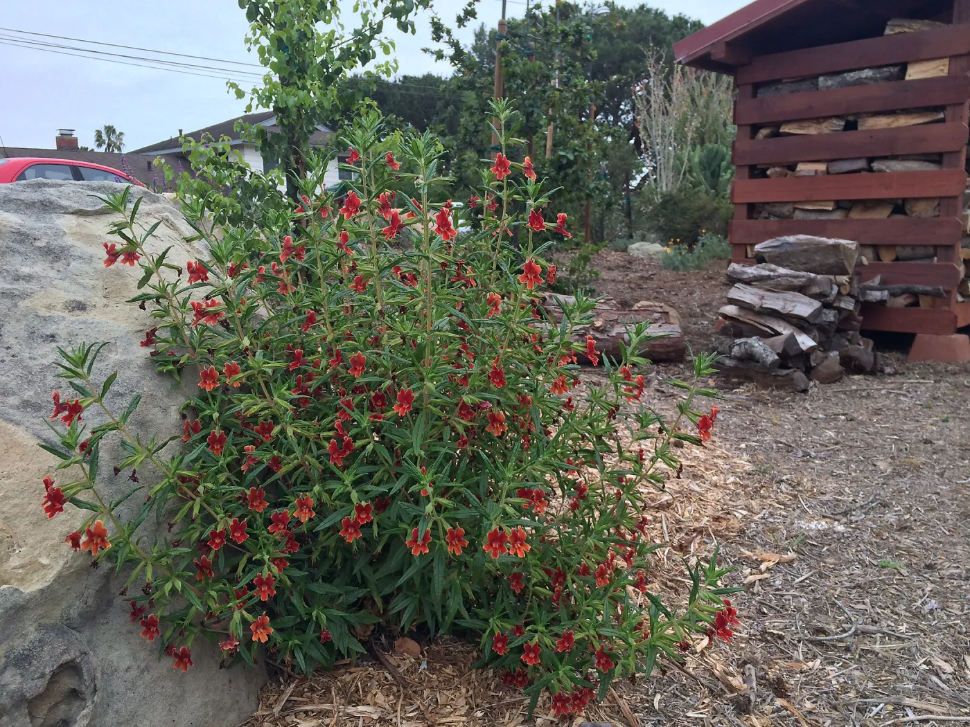 Peter Schuyler garden, Mimulus rutilus