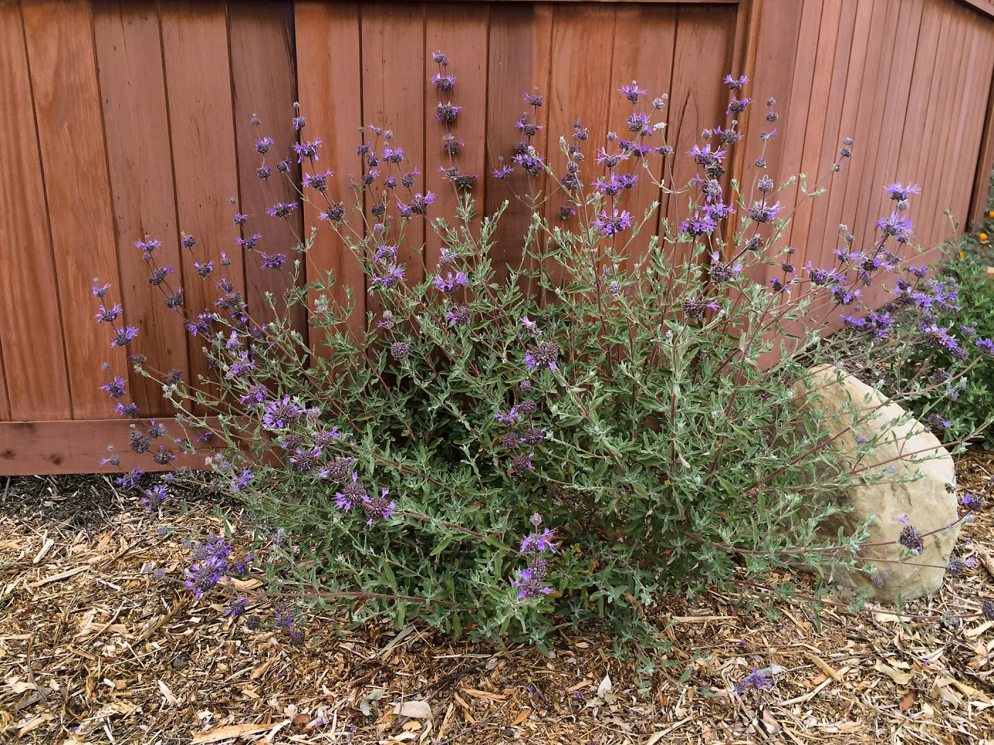 Peter Schuyler garden, Salvia (sage)