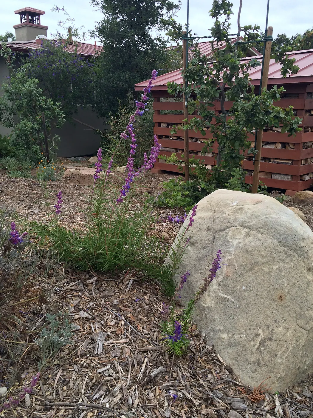 Peter Schuyler garden, Trichostema lanatum