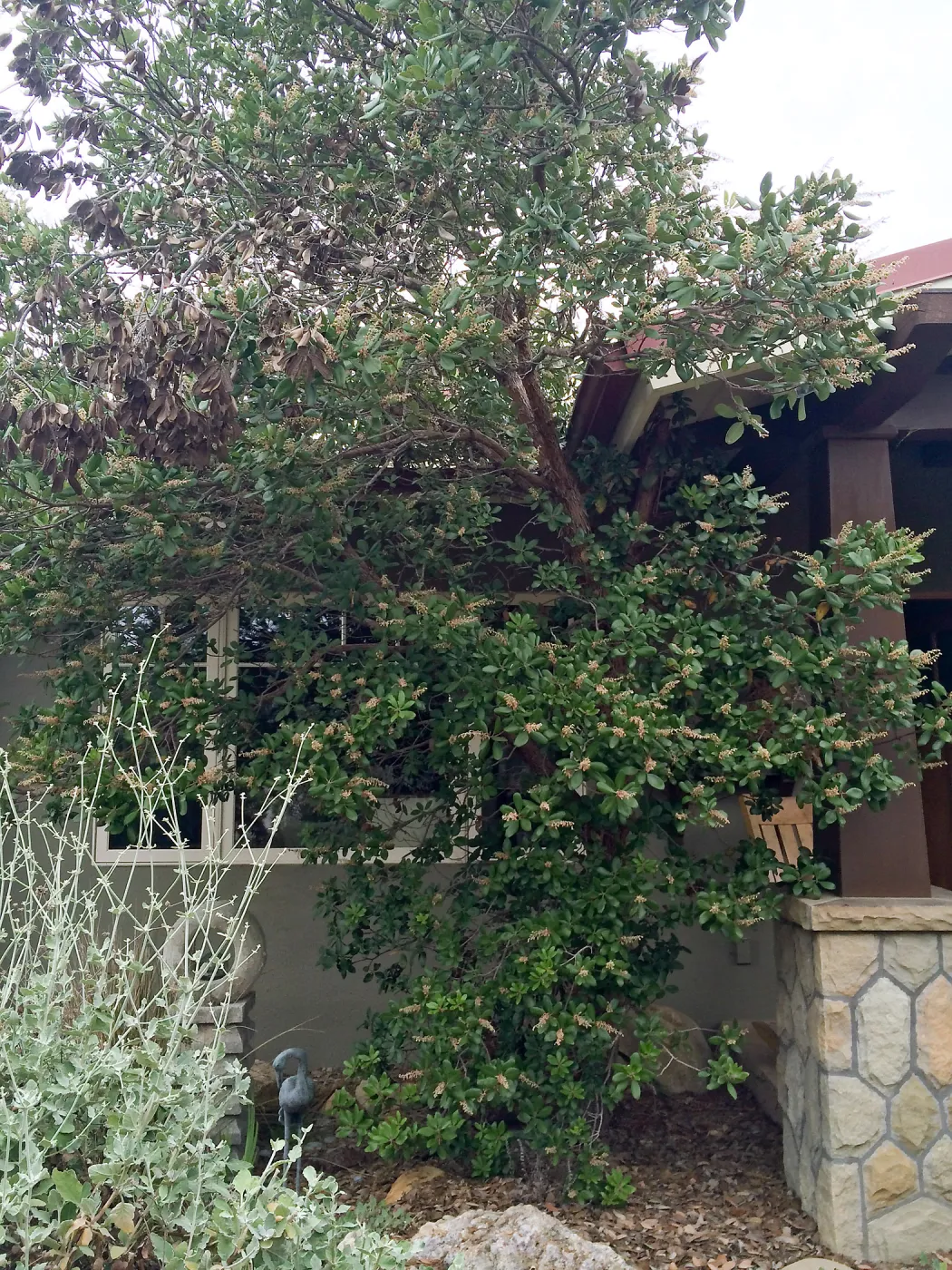 Peter Schuyler garden, Comarostaphylis 