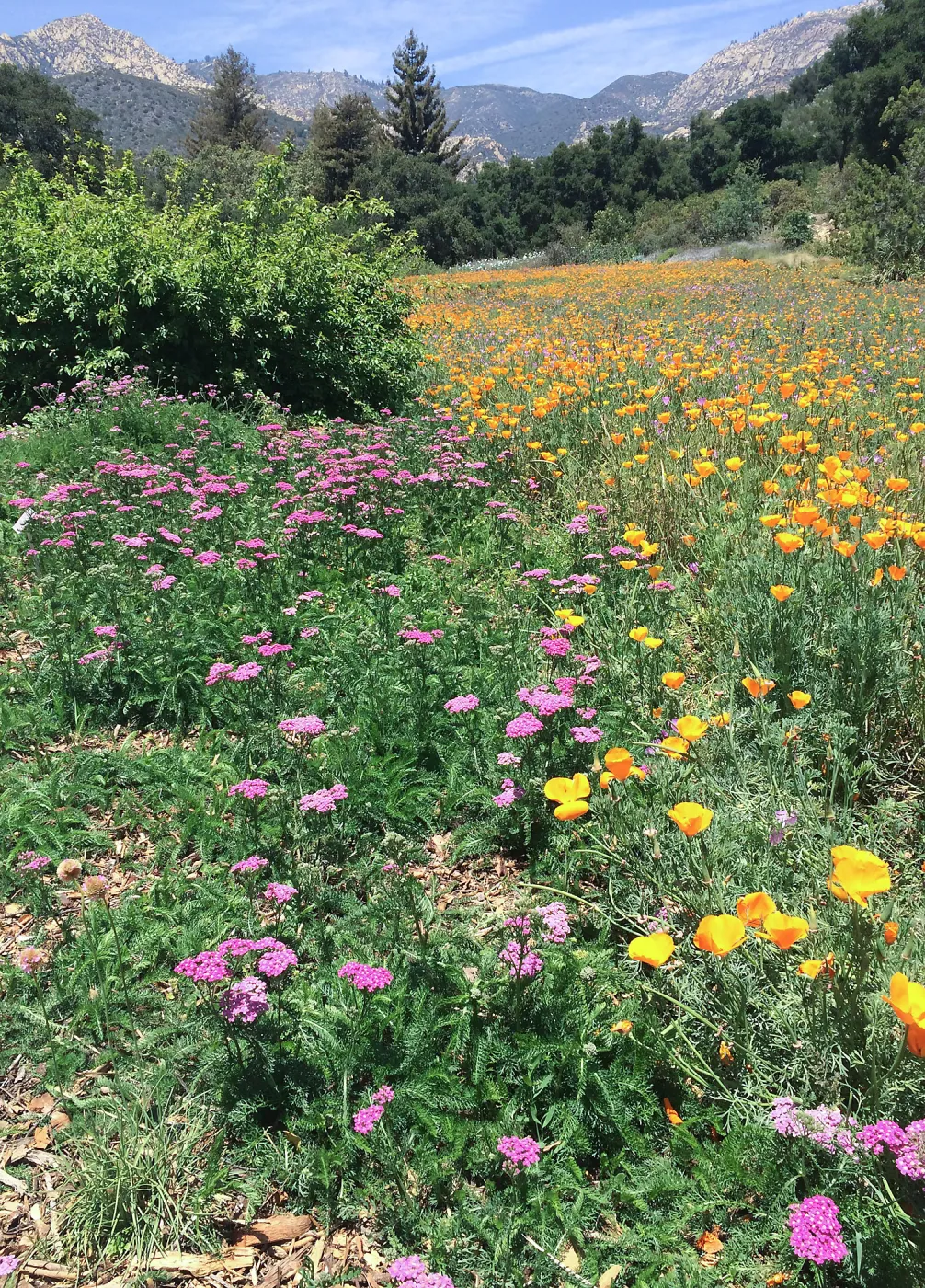 SBBG Meadow with La Cumbre Peak in background. Poppies, Achillea