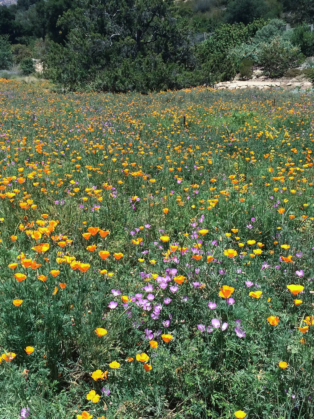 SBBG Meadow, Poppies, Clarkia, Achillea