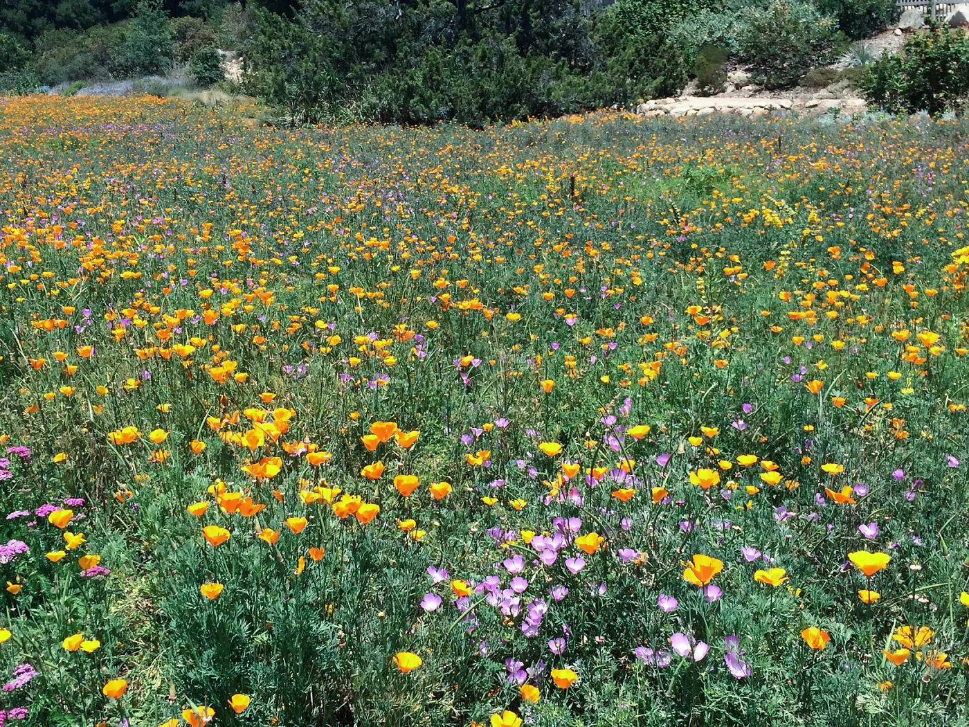 SBBG Meadows, Poppies, Clarkia, Achillea