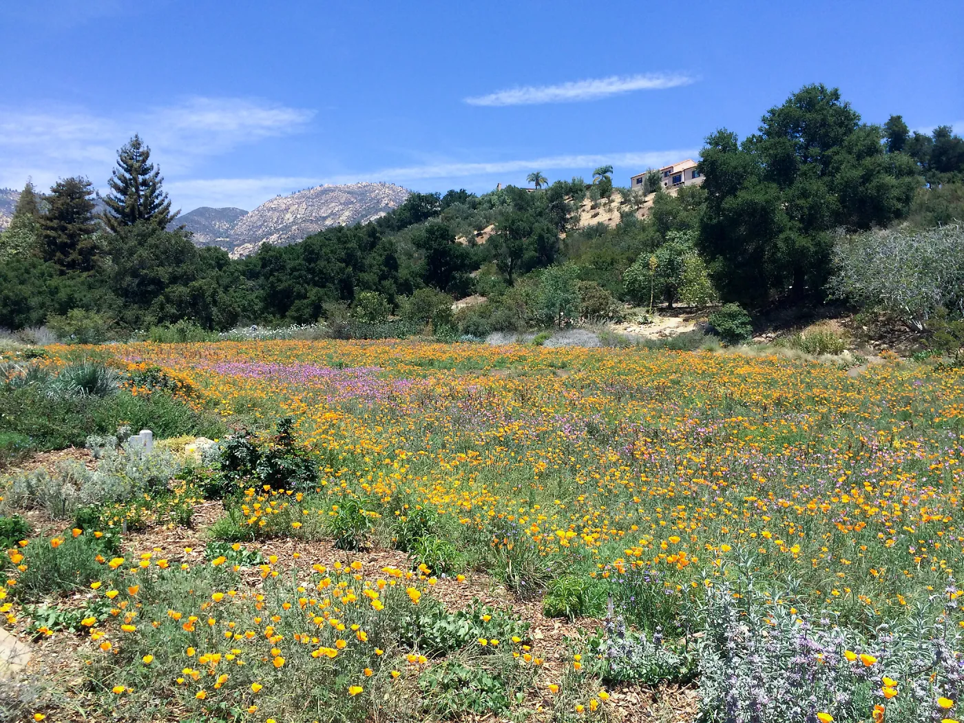 SBBG Meadow with La Cumbre Peak in background. Poppies, Achillea