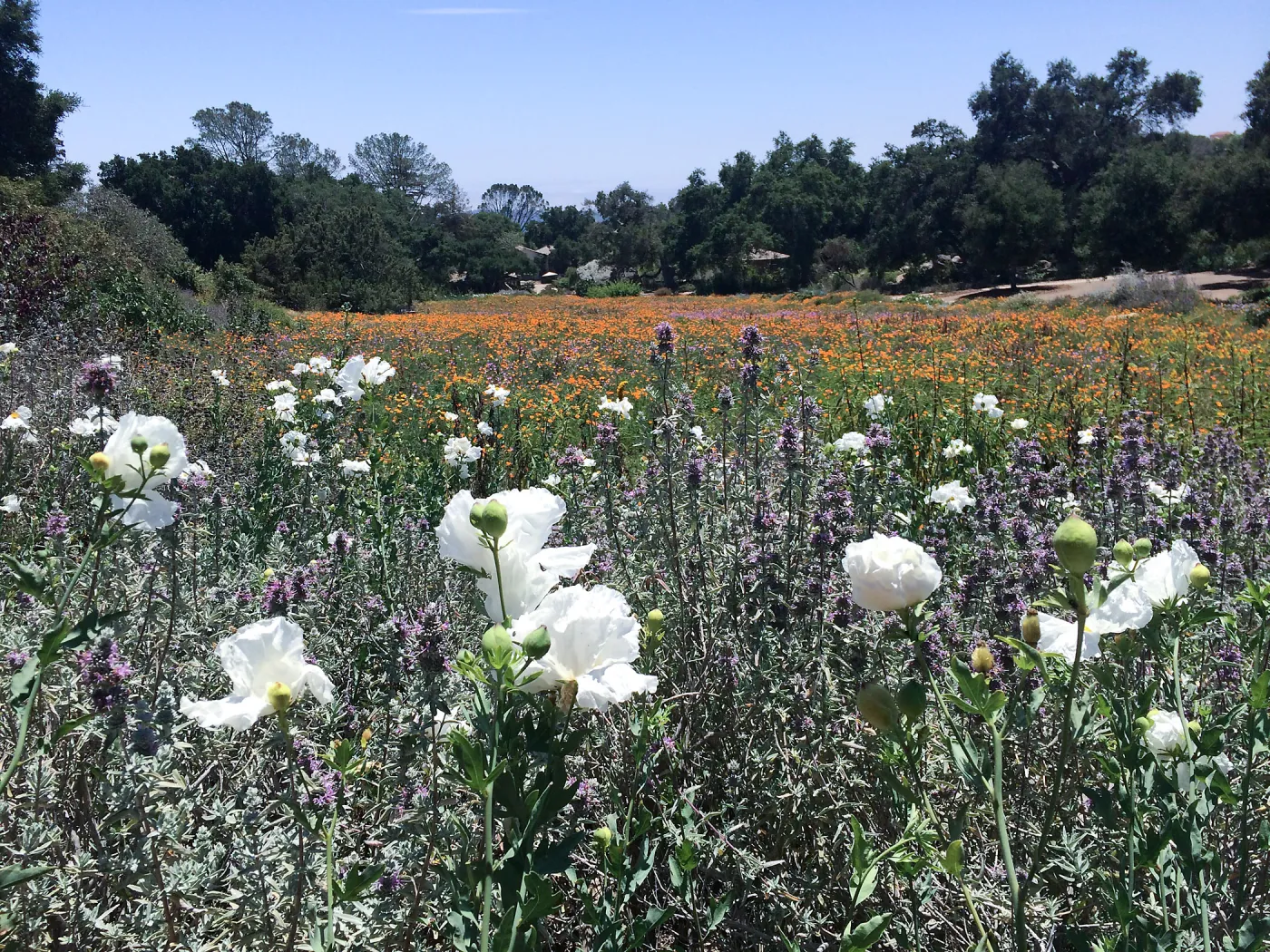 Meadow View with Matilja Poppy in foreground