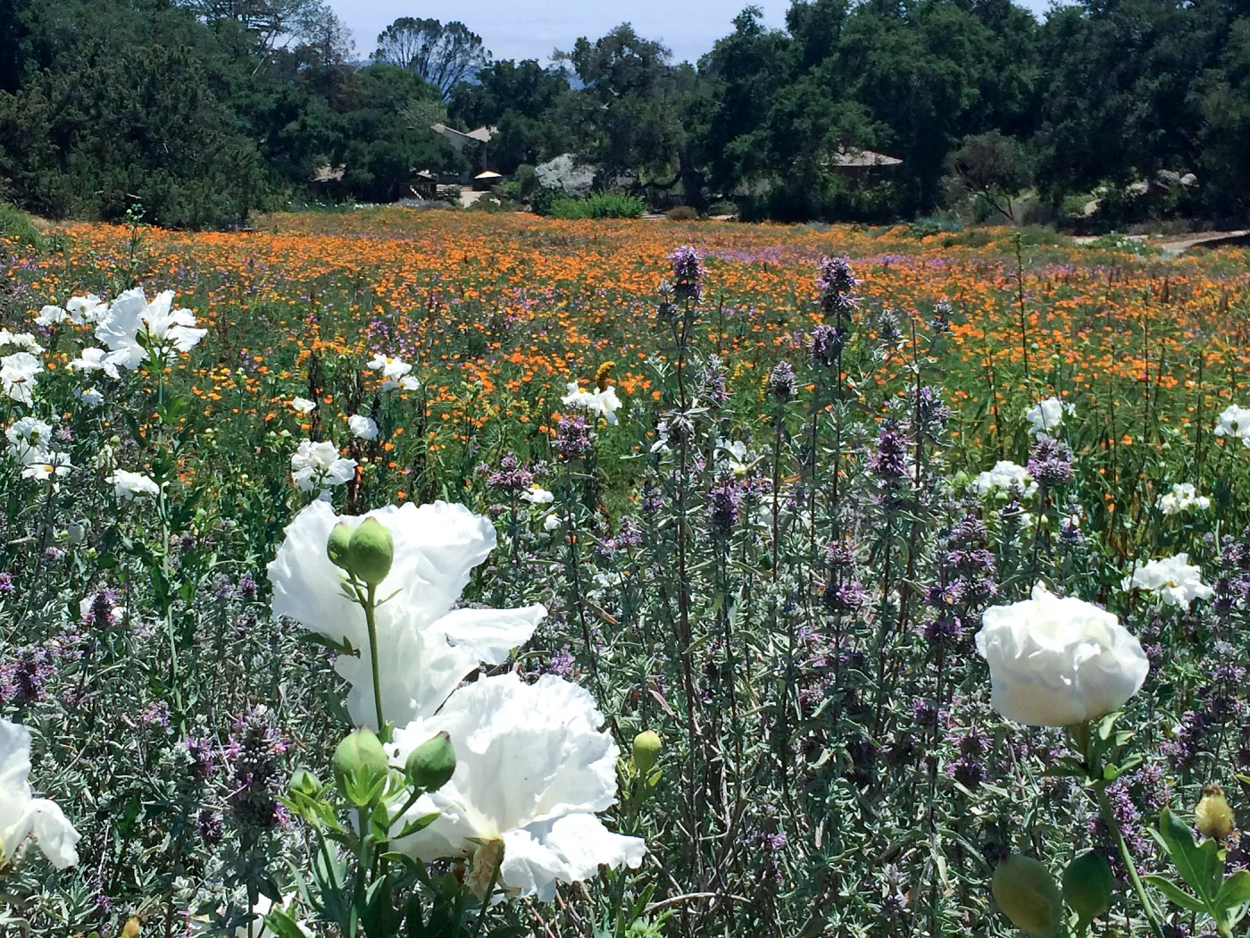 Meadow View with Matilja Poppy in foreground