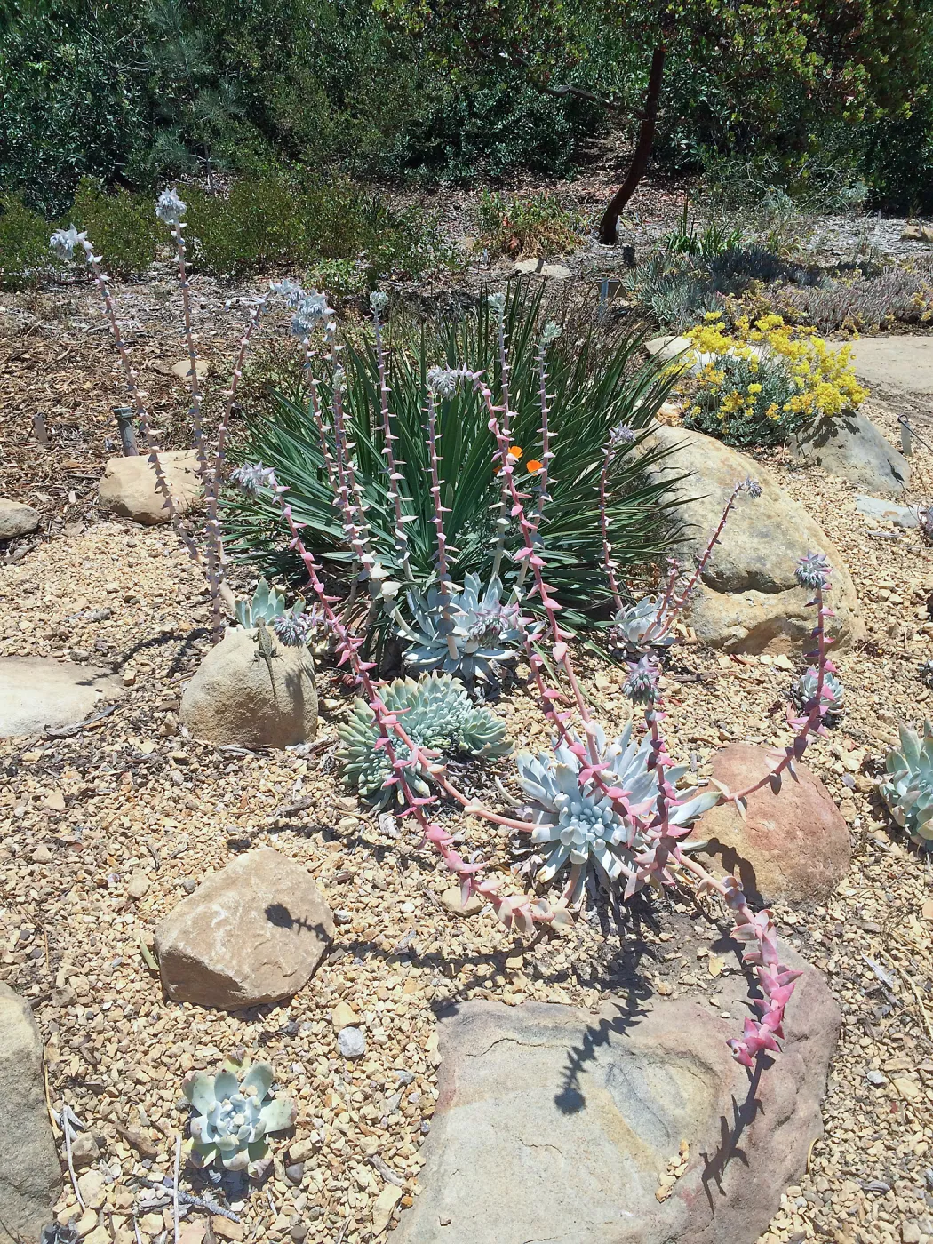 Dudleya display, Dudleya (liveforevers)hybrid 07-400