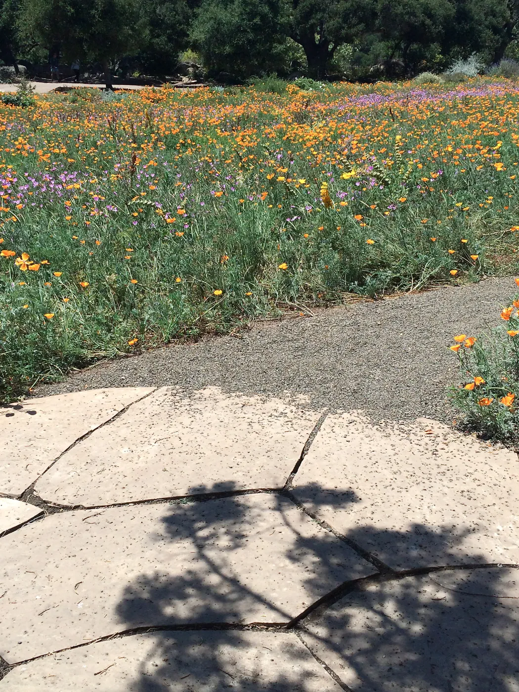 Meadow; Poppies, Clarkia