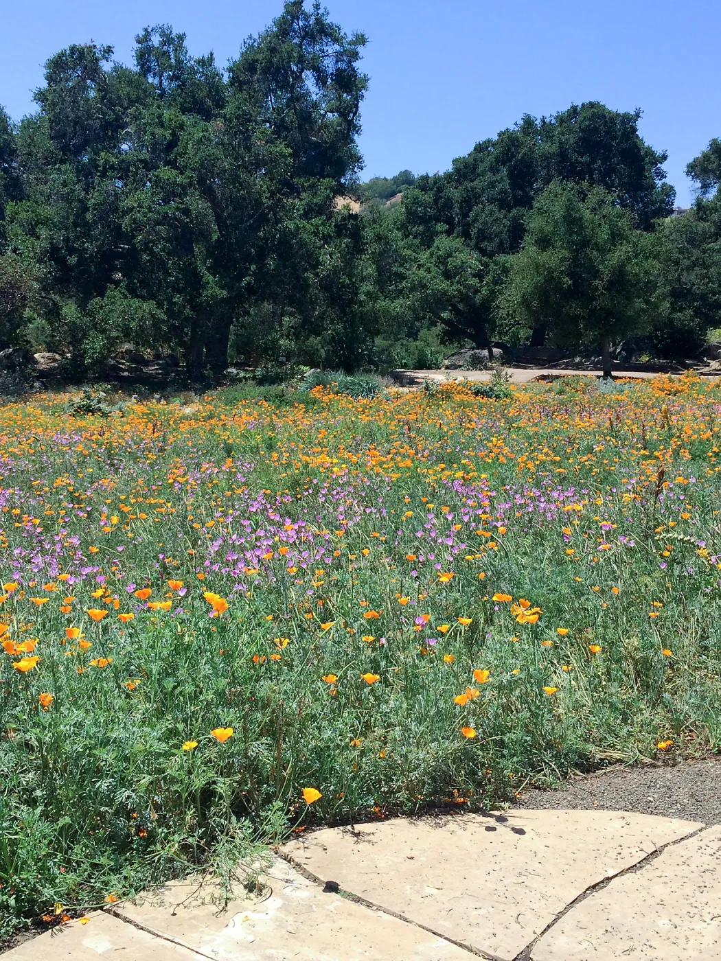 Meadow; Poppies, Clarkia