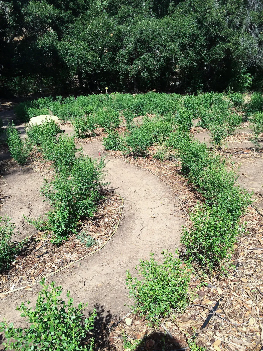 Centennial Maze