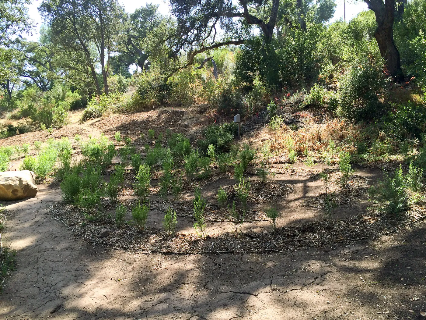 Centennial Maze