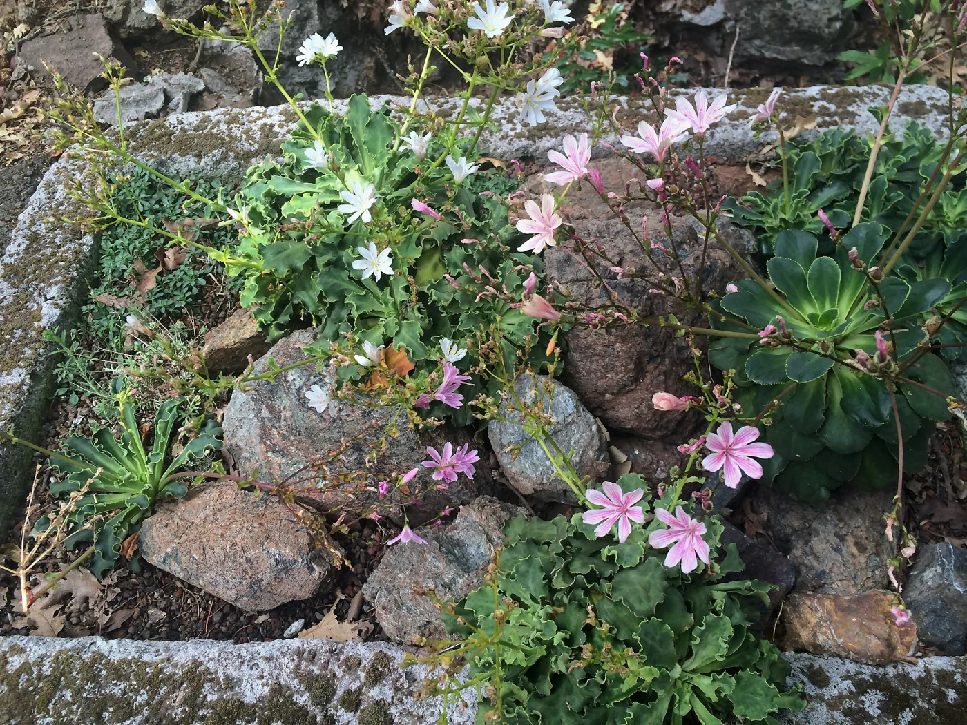 Tilden Regional Parks Botanic Garden trough gardens