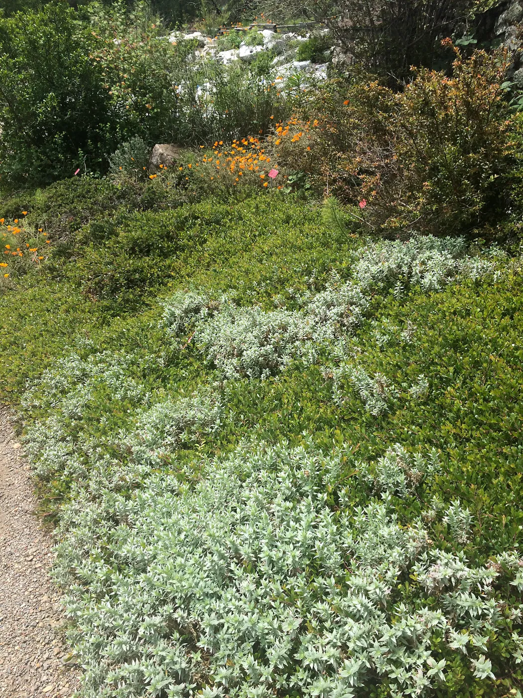 Tilden Regional Parks Botanic Garden