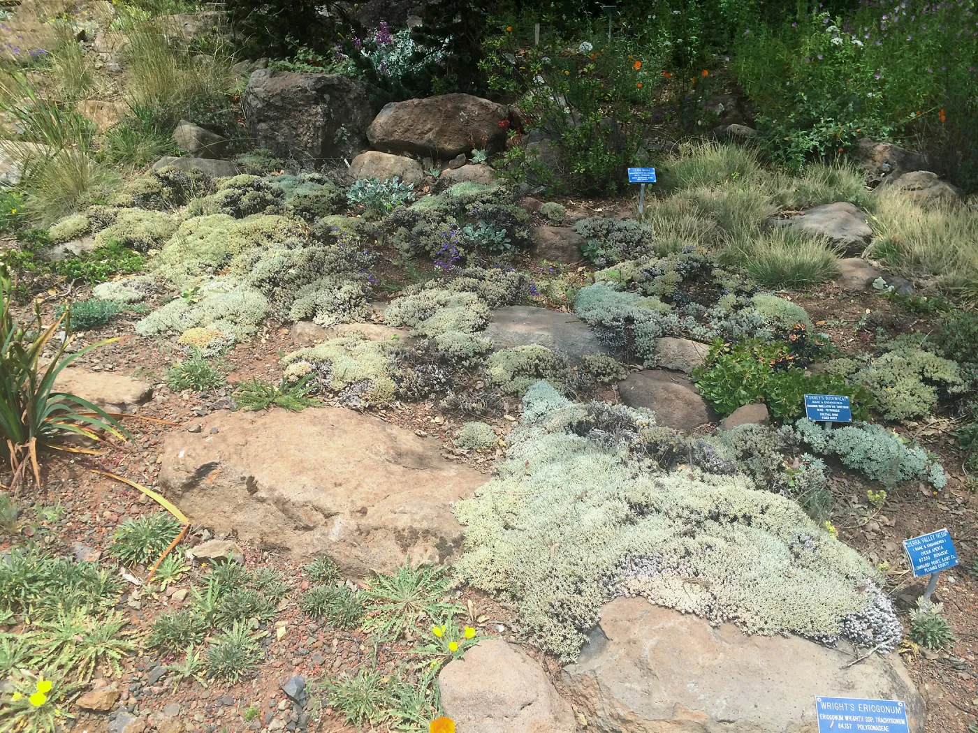 Rock garden, Tilden Regional Parks Botanic Garden