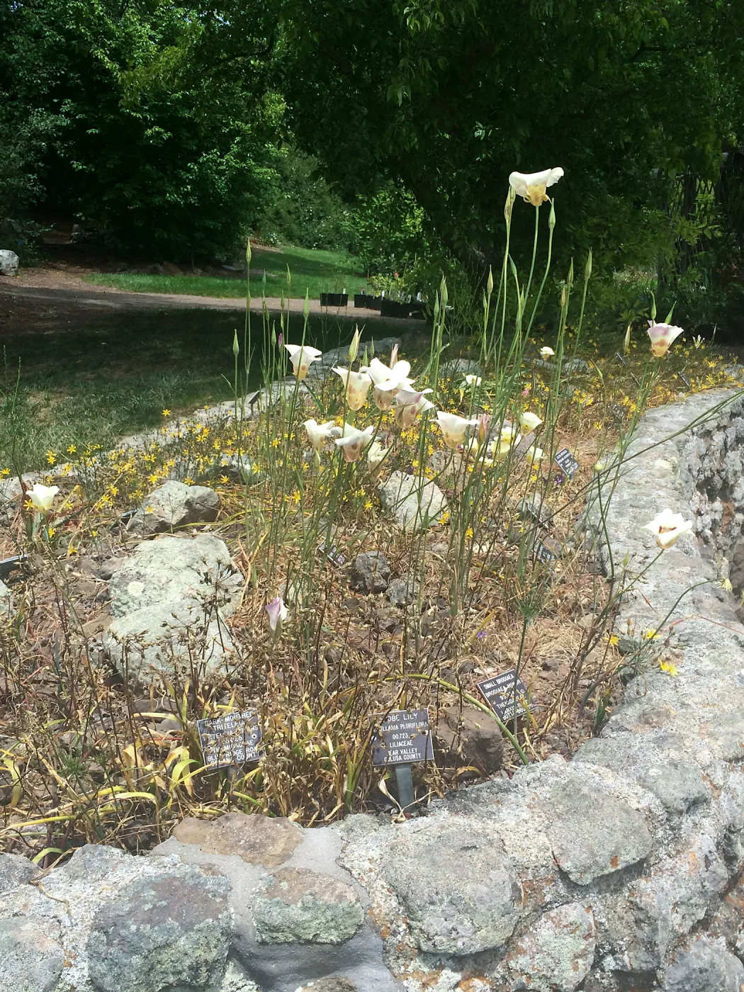 Calochortus in bulb bed at the Tilden Regional Parks Botanic Garden