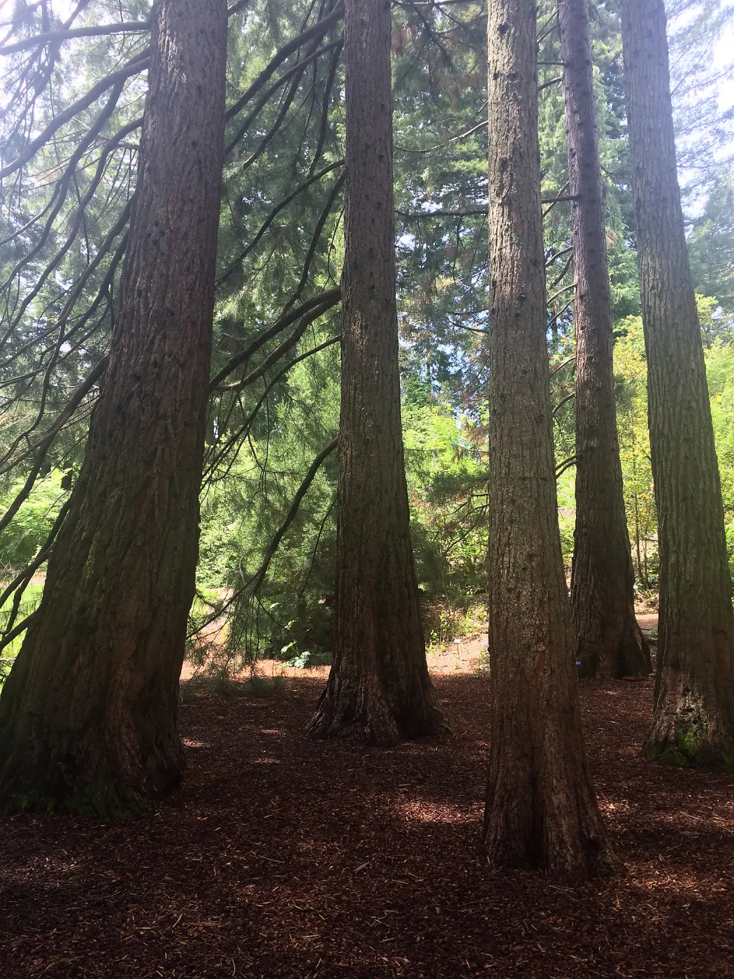 Giant sequoia (redwood) grove, Tilden Regional Parks Botanic Garden