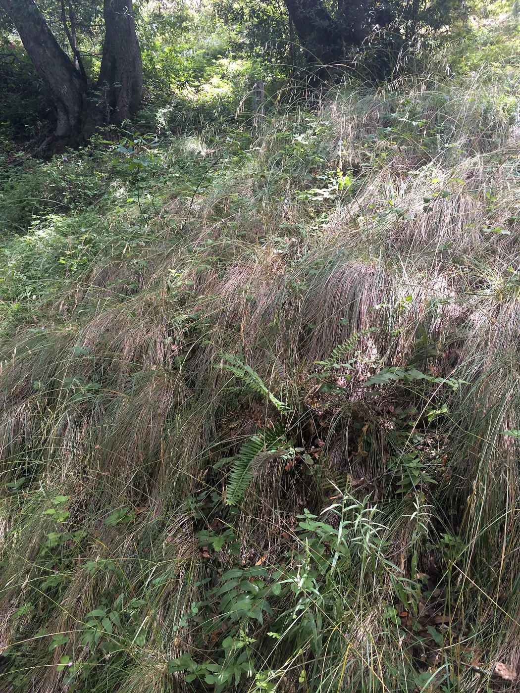 Festuca californica, Tilden Regional Parks Botanic Garden