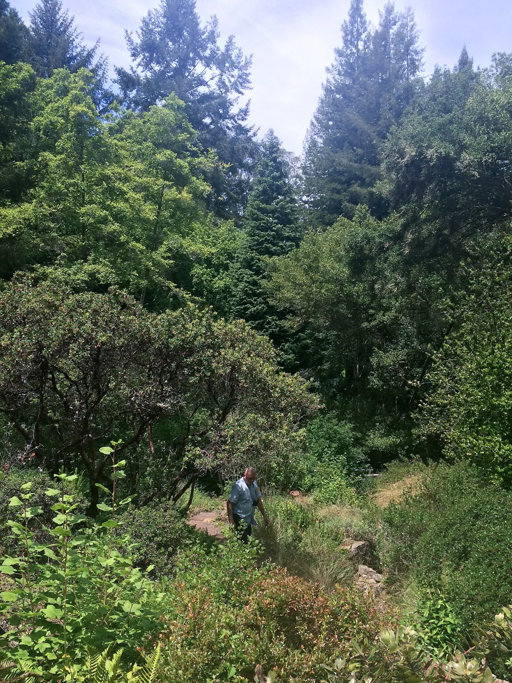 Tilden Regional Parks Botanic Garden