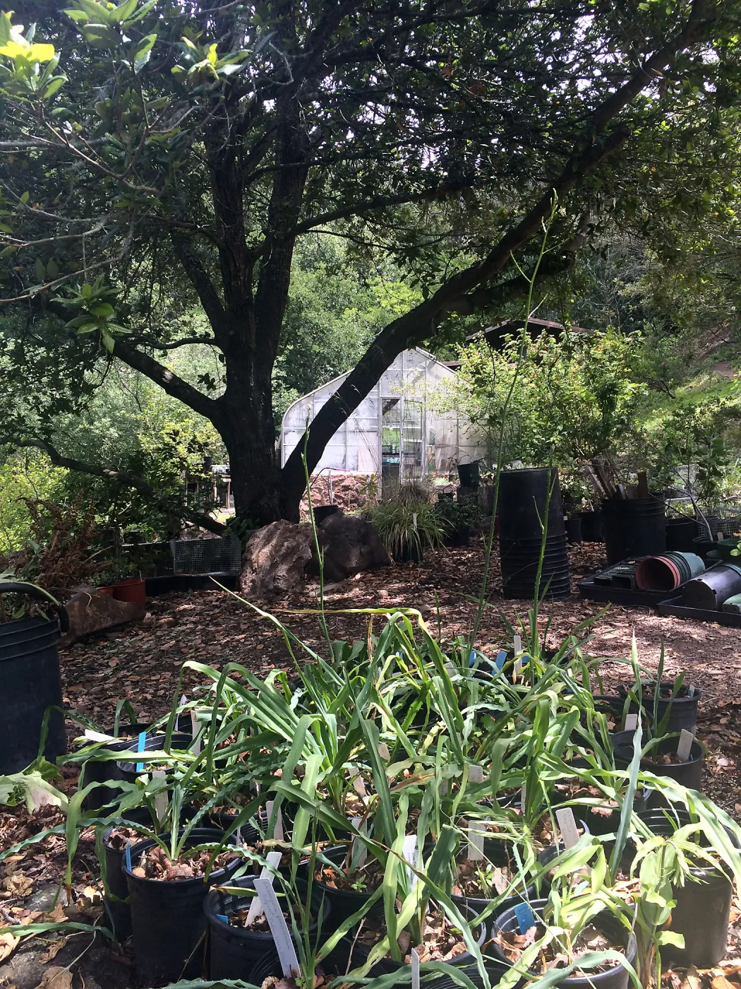 Nursery, Tilden Regional Parks Botanic Garden