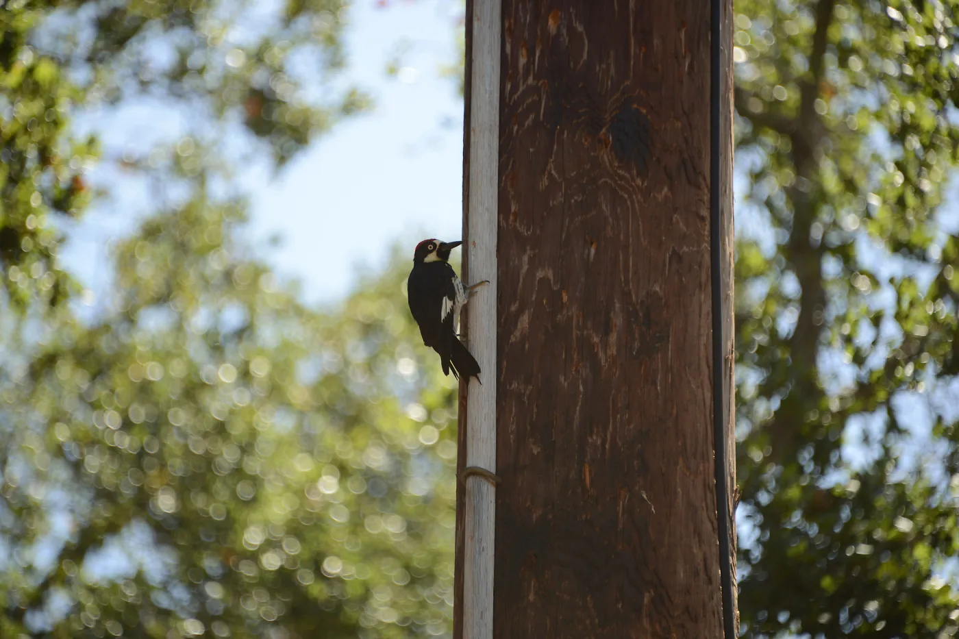 Acorn woodpecker