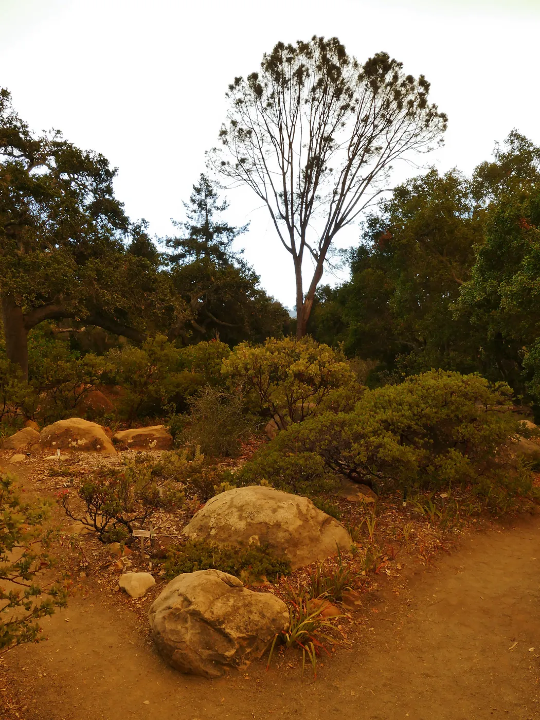 Manzanita Section in smoke-filtered light from Rey Fire