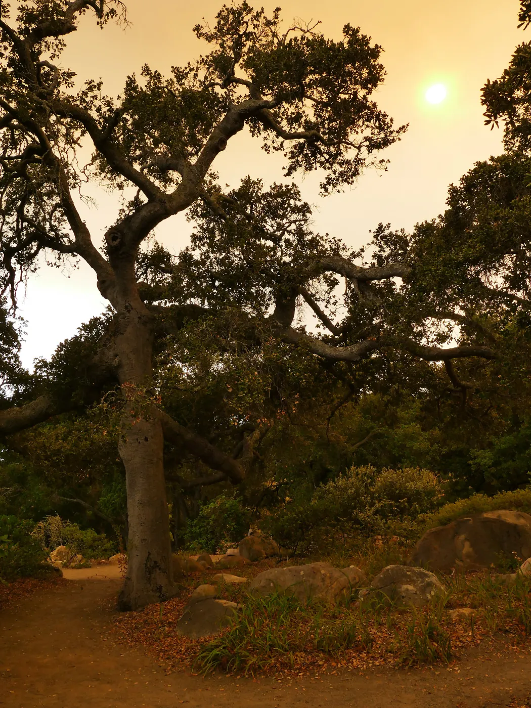 Oak in Manzanita Section in smoke-filtered light from Rey Fire