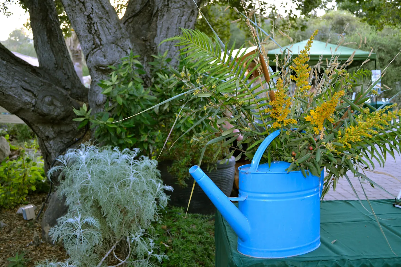2016 Fall Native Plant Sale Preview Party